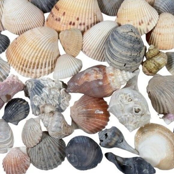 Lg Sea Shells Huge Lot Beautiful Assorted Seashells 3+ lbs. Crafts Decor Collect - Picture 5 of 10